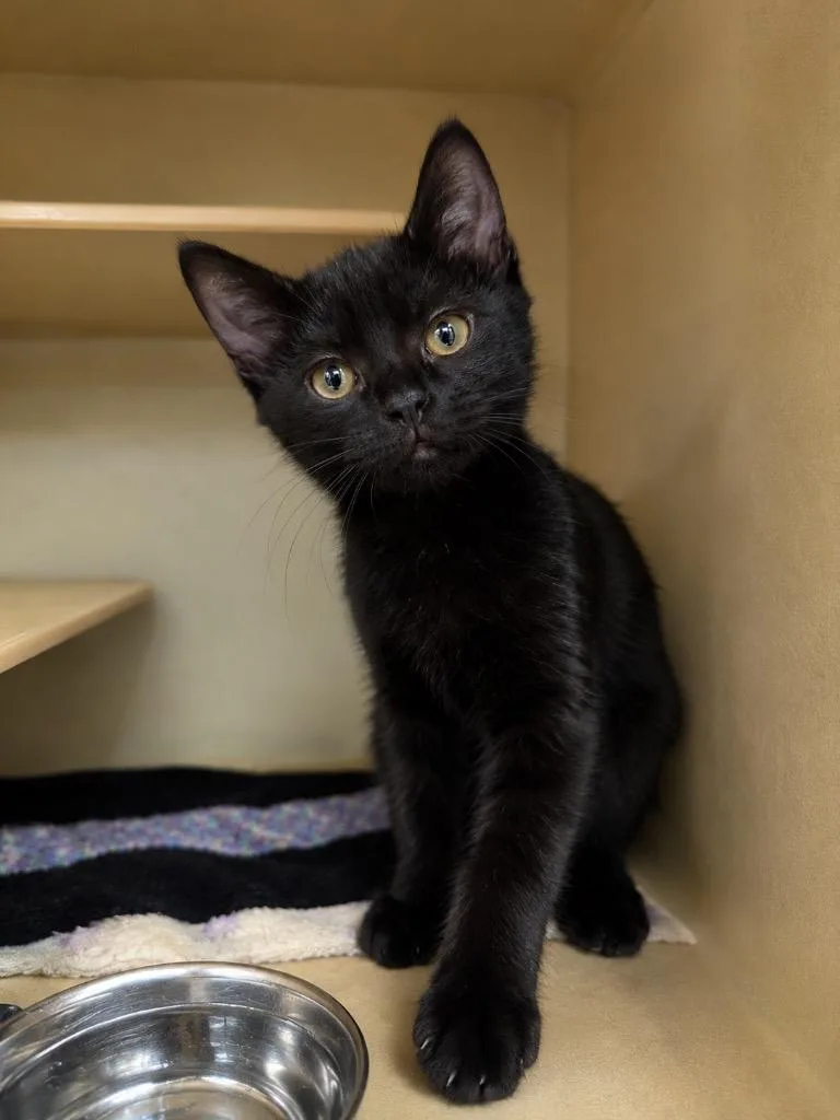 A baby medium-sized female Domestic Short Hair cat named Priya for adoption in Fort Lupton, CO