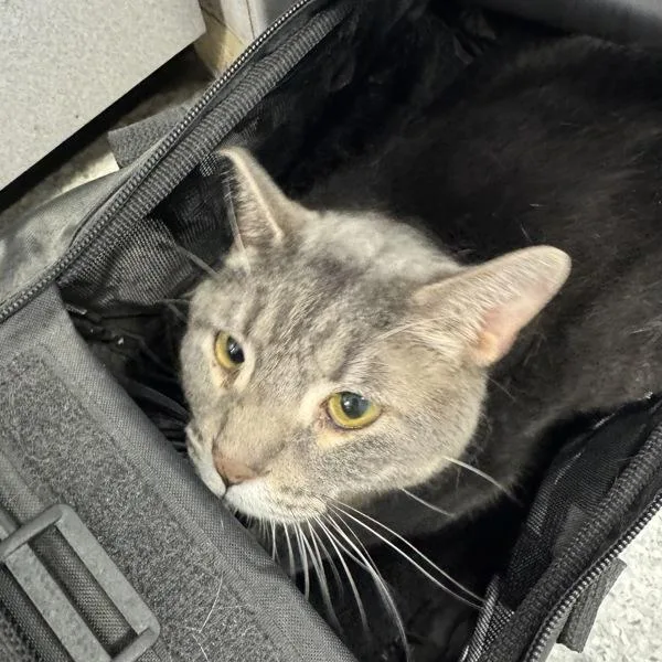 An adult medium-sized male Domestic Short Hair cat named Knox for adoption in Des Moines, IA