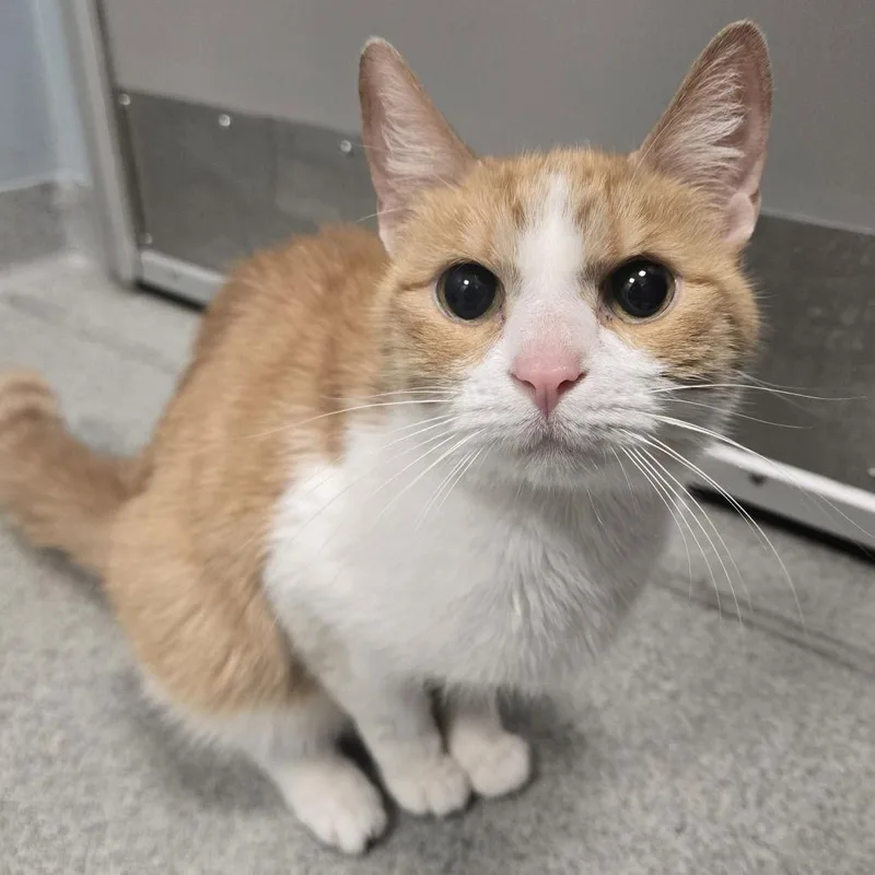 A young medium-sized female Orange & White Domestic Short Hair cat named Arrow for adoption in New Castle, DE