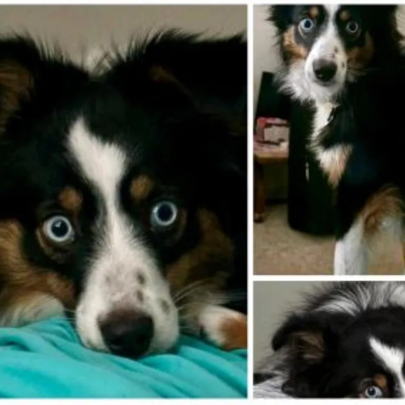 An adult small-sized female Black Australian Shepherd dog named Bindi for adoption in Baton Rouge, LA