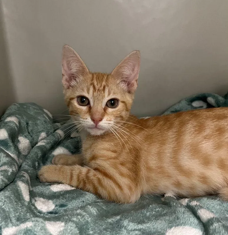 A baby medium-sized male Domestic Short Hair cat named Franklin for adoption in Genoa, IL