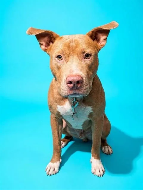 A young medium-sized male Mixed Breed dog named Gramcracker for adoption in Jacksonville, FL
