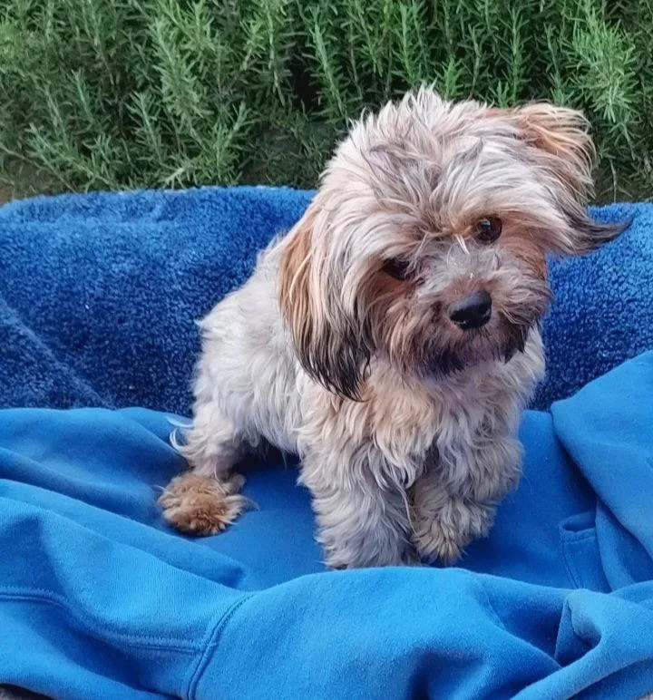 An adult medium-sized male Yorkshire Terrier dog named Gizmo for adoption in Mentone, CA