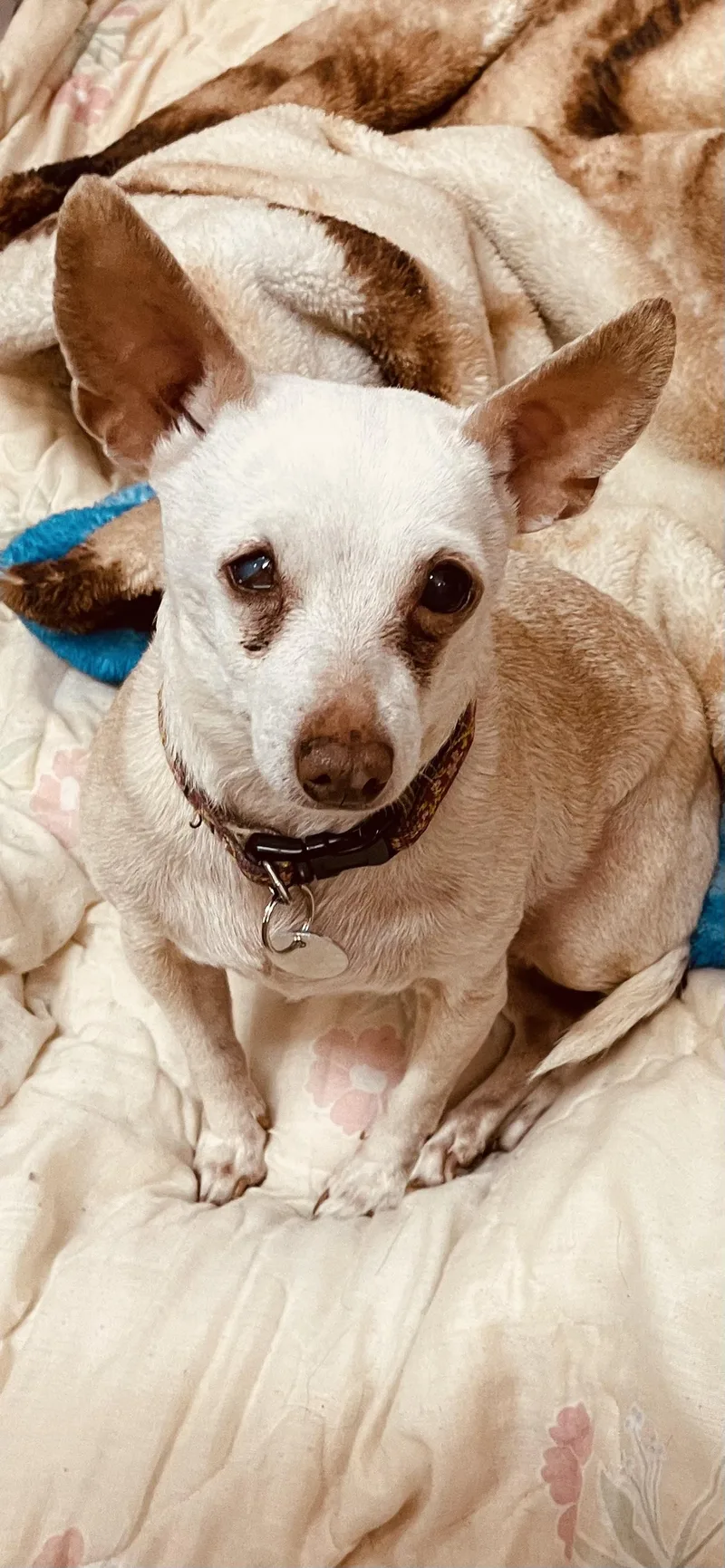 A senior small-sized female Apricot / Beige Chihuahua dog named Winky for adoption in Sonora, CA