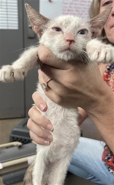 A baby medium-sized male Domestic Short Hair cat named Pierce for adoption in Dallas, TX