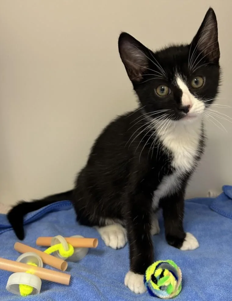 A baby small-sized male Domestic Short Hair cat named Tuffy for adoption in Burbank, CA