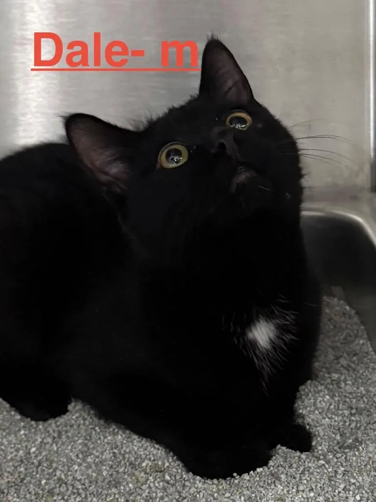 A baby small-sized male Domestic Short Hair cat named Dale for adoption in Brookhaven, MS
