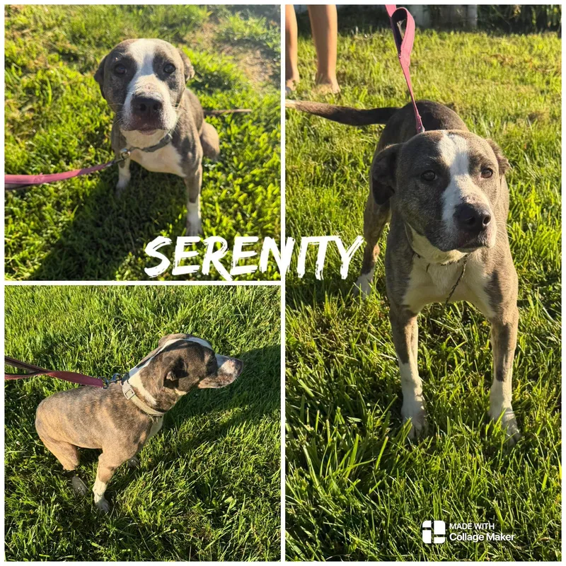 An adult medium-sized female Brindle Pit Bull Terrier dog named Serenity for adoption in Saint James, MO