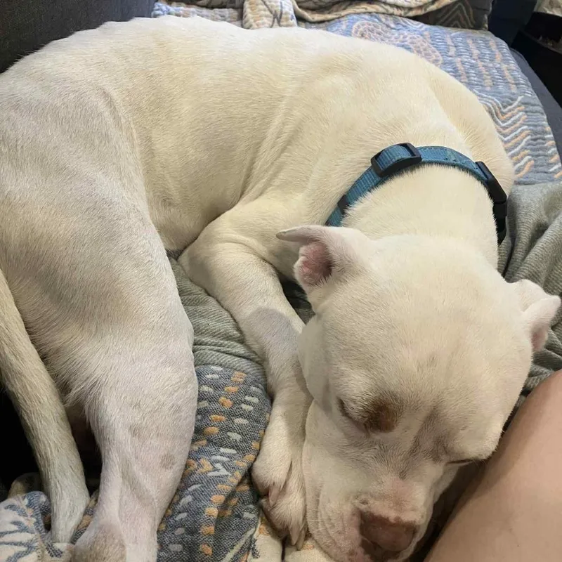 Snowflake thumbnail 2