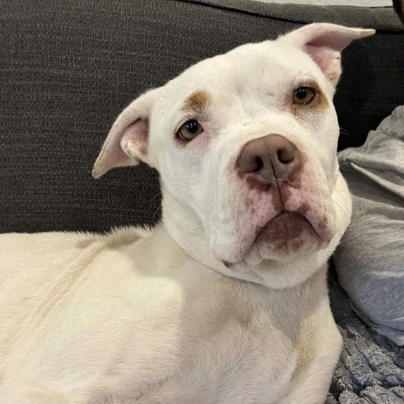 Snowflake thumbnail 4