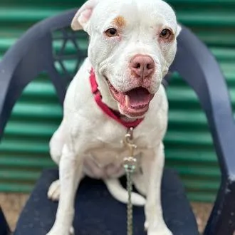 Snowflake thumbnail 5