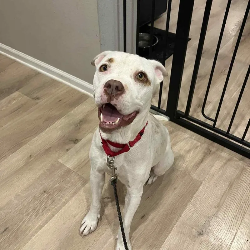 Snowflake thumbnail 6