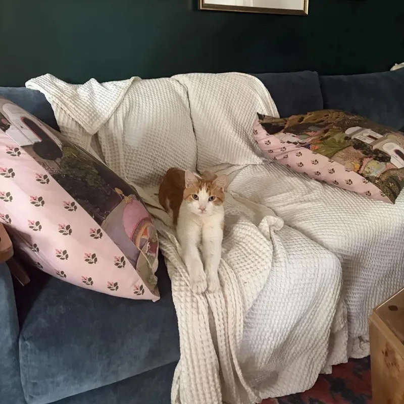 A young medium-sized male Orange & White Domestic Short Hair cat named Bewildered Boy for adoption in Cleveland Heights, OH