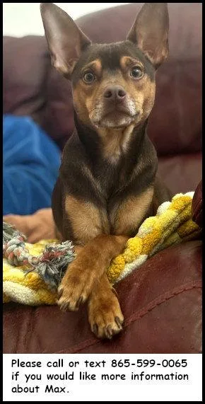 An adult small-sized male Chihuahua dog named Max for adoption in Oak Ridge, TN