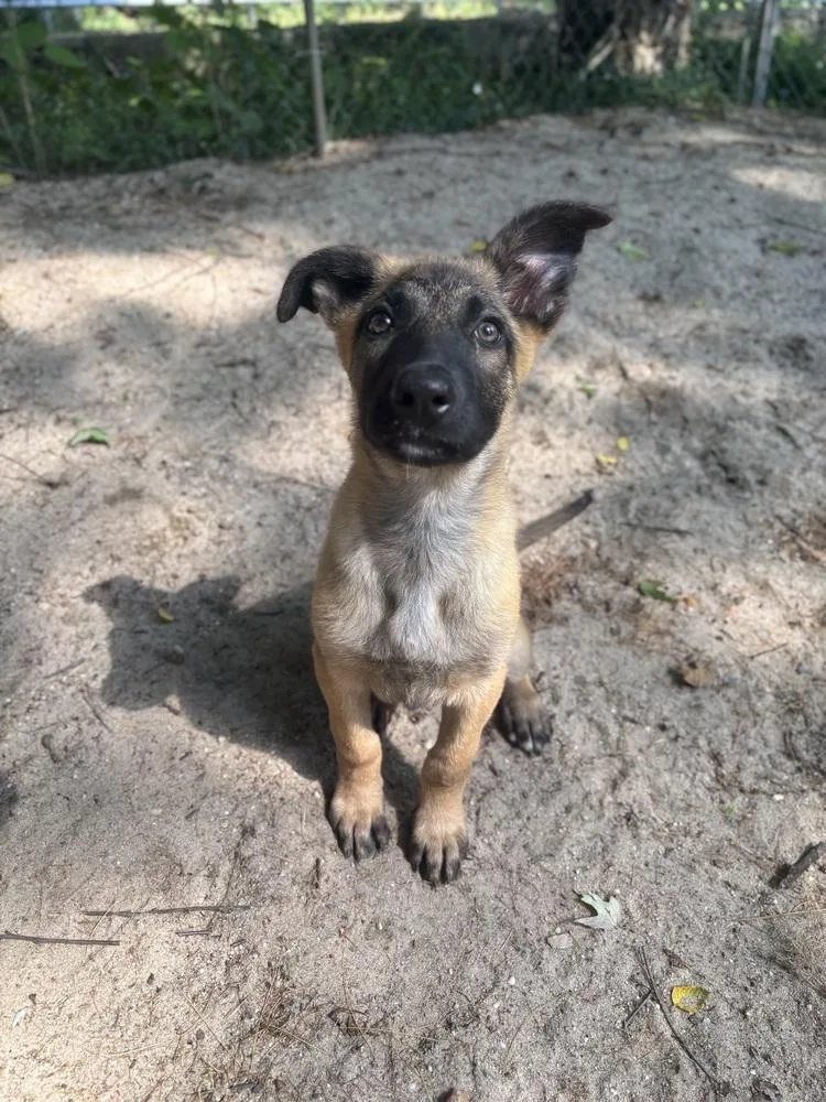 A baby large-sized male Tricolor (Brown, Black, & White) German Shepherd Dog dog named Flint for adoption in Armonk, NY