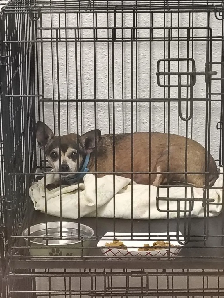 A senior small-sized male Chihuahua dog named Danny for adoption in Fort Worth, TX