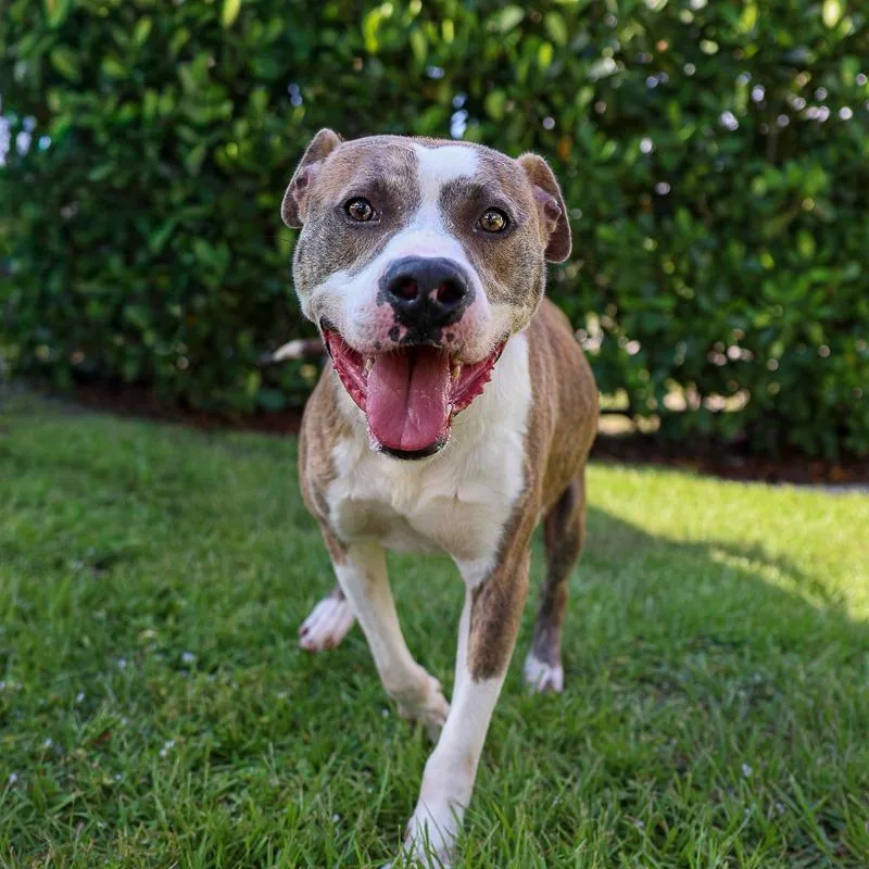 An adult medium-sized male Brindle Pit Bull Terrier dog named Goodboy for adoption in Bradenton, FL