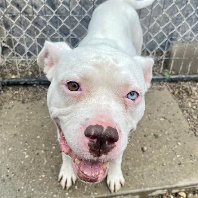 An adult large-sized female Pit Bull Terrier dog named Ivory for adoption in Indianapolis, IN