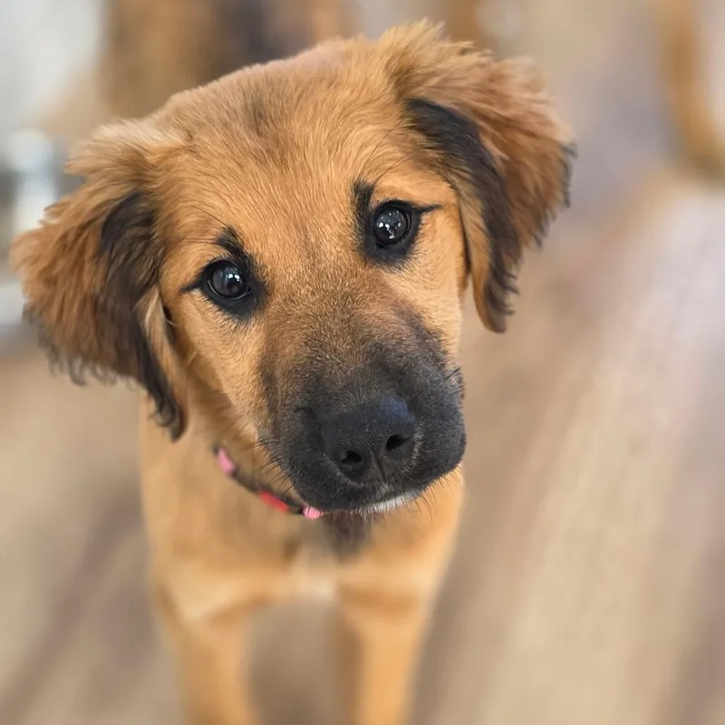 A baby small-sized female Yellow / Tan / Blond / Fawn Mixed Breed dog named Mocha for adoption in Chapel Hill, NC