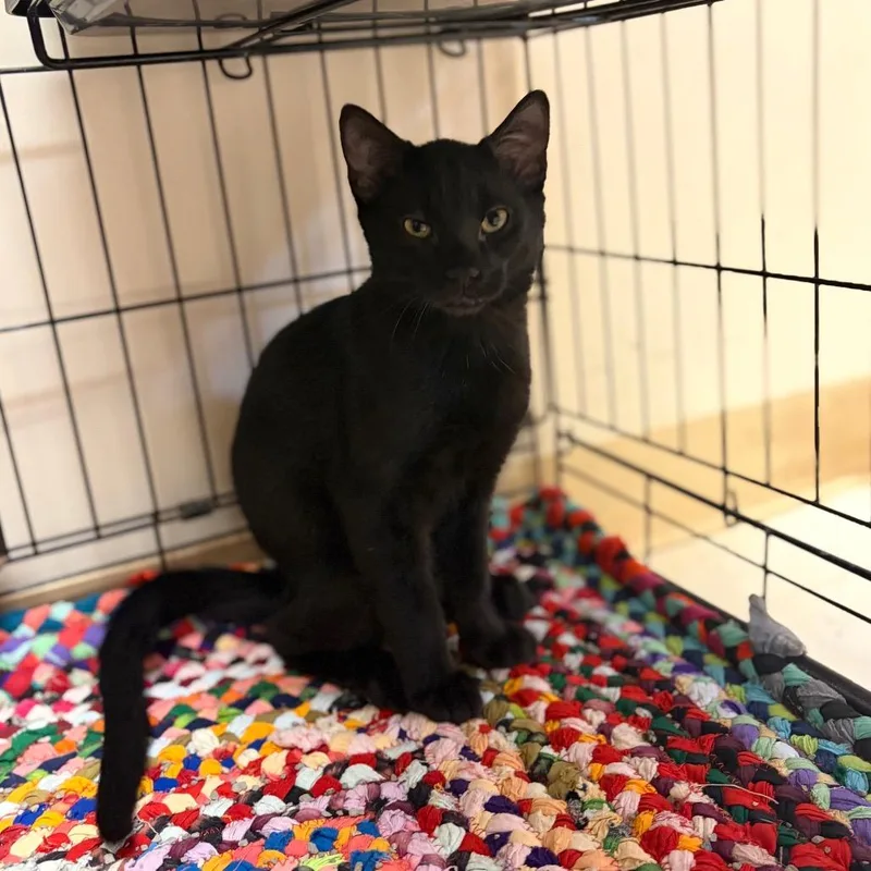 A baby small-sized female Black Domestic Short Hair cat named Nori for adoption in Milan, IL