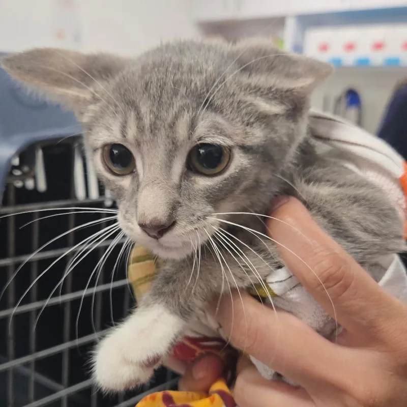 A baby small-sized male Gray / Blue / Silver Domestic Short Hair cat named Bumper for adoption in Newark, NJ