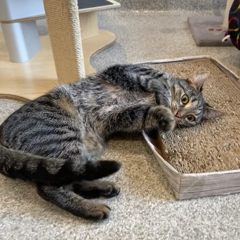A young medium-sized female Brown / Chocolate Domestic Short Hair cat named Clairo for adoption in Washington Township, OH