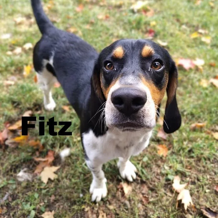 An adult medium-sized male Beagle dog named Fitz for adoption in Escanaba, MI