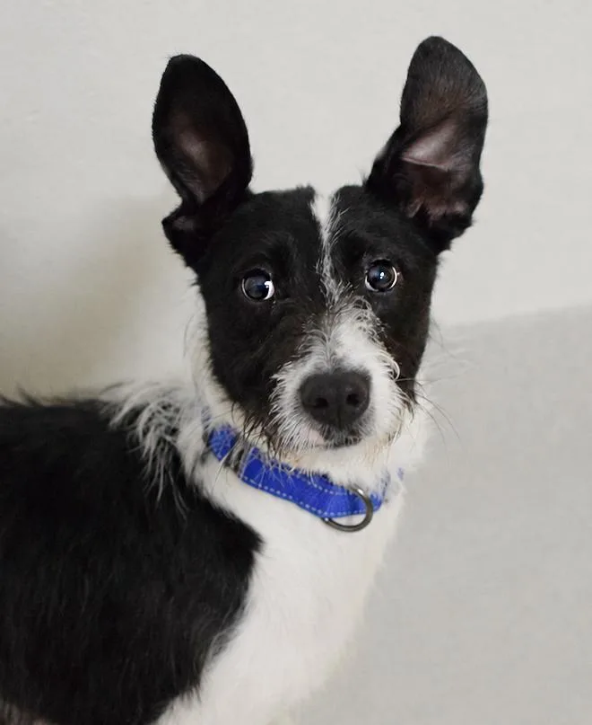 A young medium-sized female Black Wirehaired Terrier dog named Oreo for adoption in Pontiac, MI