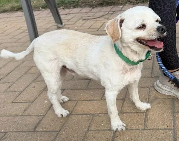 An adult small-sized male Shih Tzu dog named Oso for adoption in Austin, TX