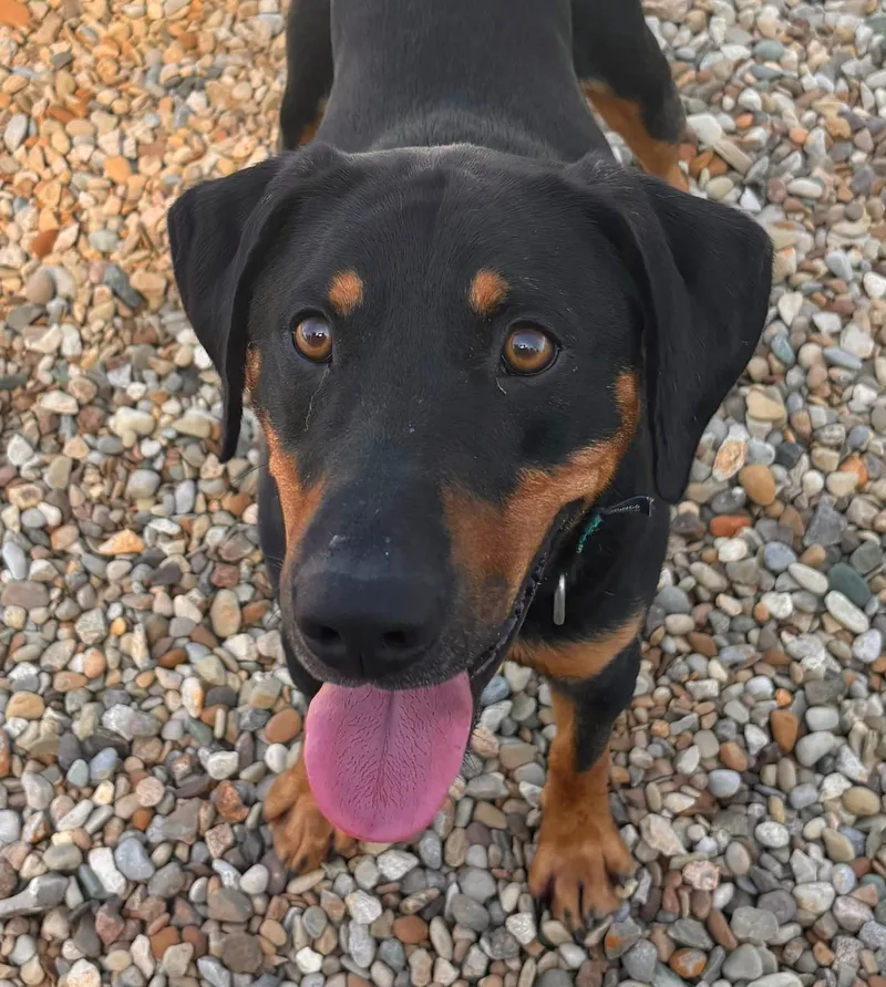 A young large-sized male Rottweiler dog named Elliot for adoption in Ashland, OH