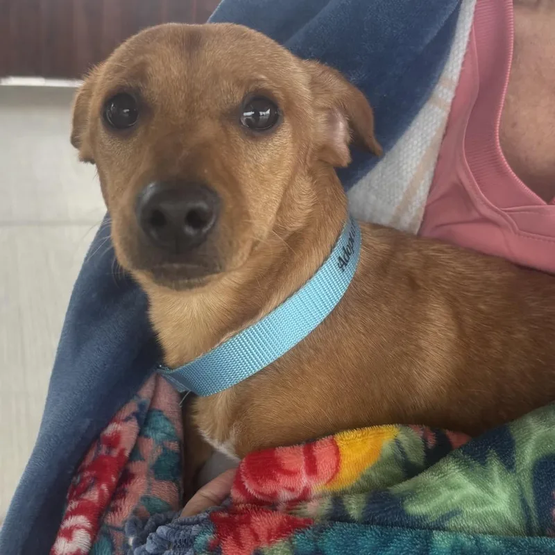 A young small-sized male Red / Chestnut / Orange Dachshund dog named Rusty for adoption in Eureka Springs, AR