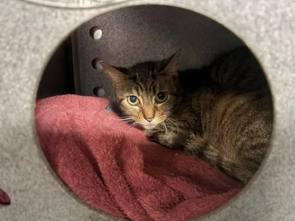 A senior medium-sized female Domestic Short Hair cat named Links for adoption in Chatsworth, CA
