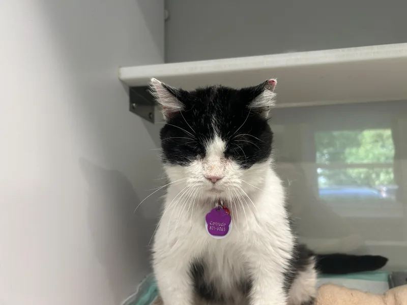 Gertrude  Purrmanent Resident thumbnail 3