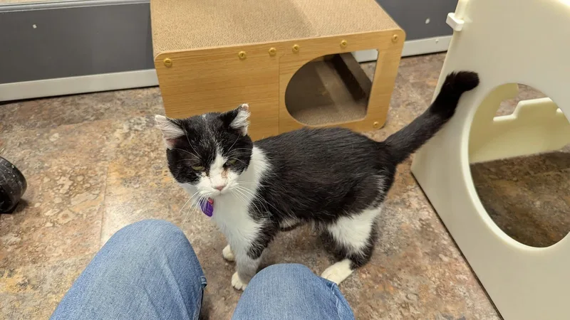 Gertrude  Purrmanent Resident thumbnail 4