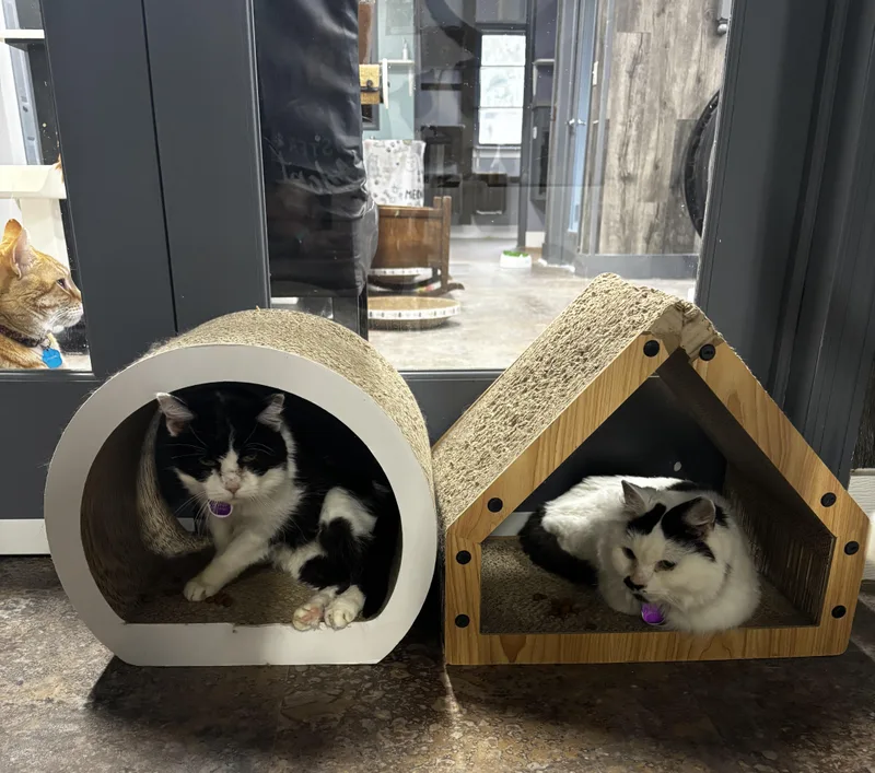 Gertrude  Purrmanent Resident thumbnail 5