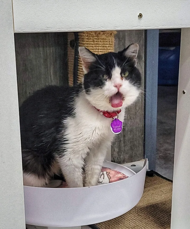 Gertrude  Purrmanent Resident