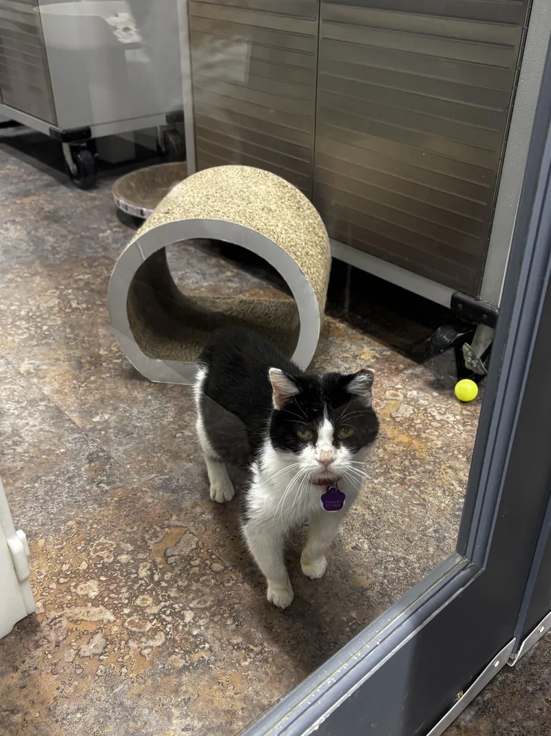 Gertrude  Purrmanent Resident thumbnail 6