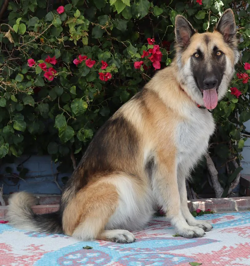 A young large-sized male Black German Shepherd Dog dog named Anakin von Arzfeld for adoption in Los Angeles, CA