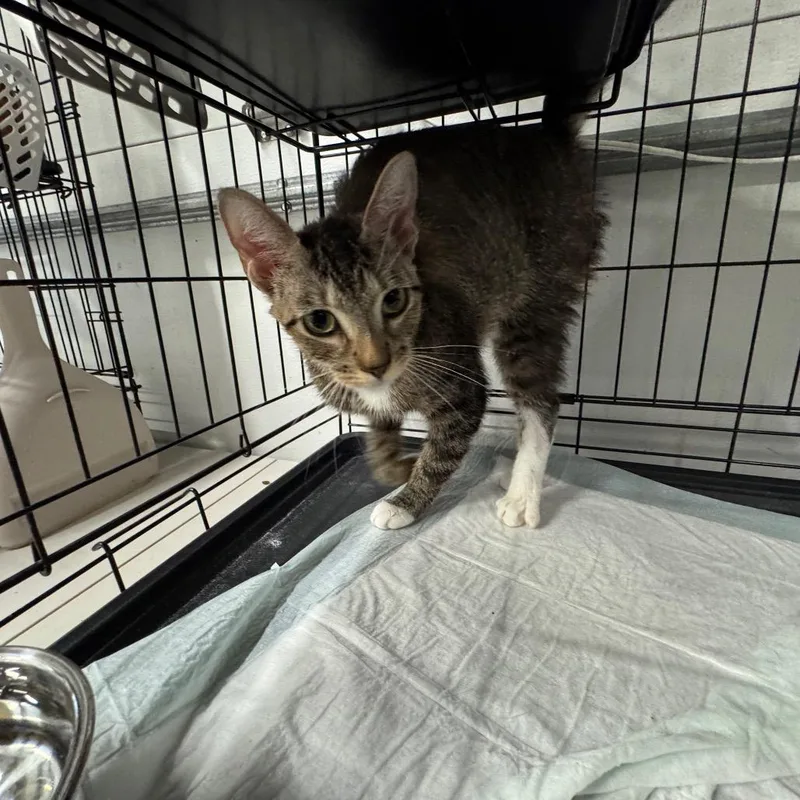 A young medium-sized female Brown / Chocolate Domestic Short Hair cat named Jaggy ARC for adoption in Akron, NY