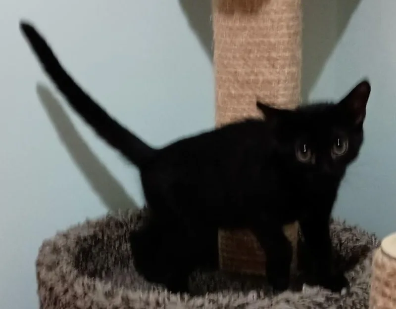 A baby medium-sized female Black Domestic Short Hair cat named Sundae for adoption in Milwaukee, WI