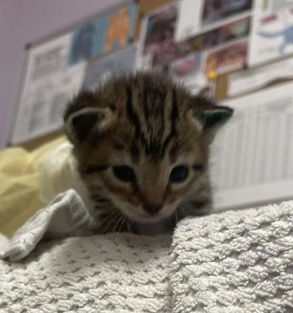 A baby medium-sized female Domestic Short Hair cat named Scarlet for adoption in Vancouver, WA