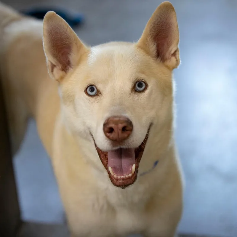 Arlo