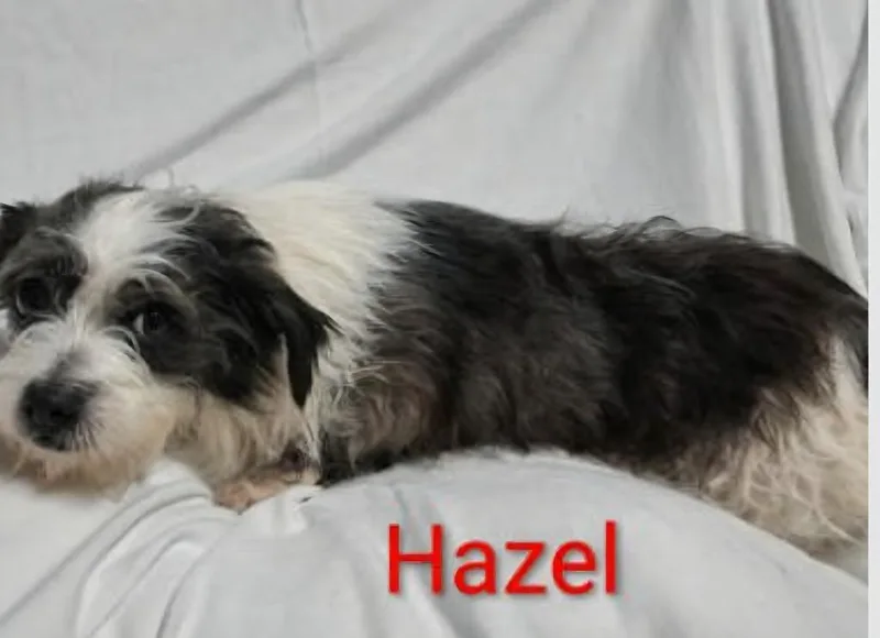 Hazel thumbnail 4