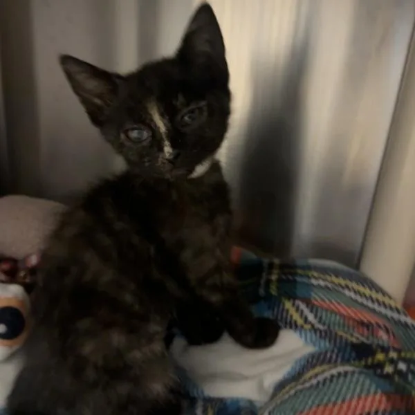 A baby small-sized female Domestic Short Hair cat named Monkey for adoption in Walnut Creek, CA