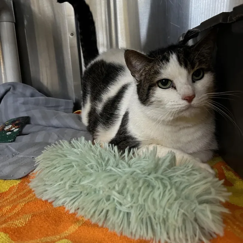 A senior large-sized female White Domestic Short Hair cat named Chloe for adoption in Harrisville, WV