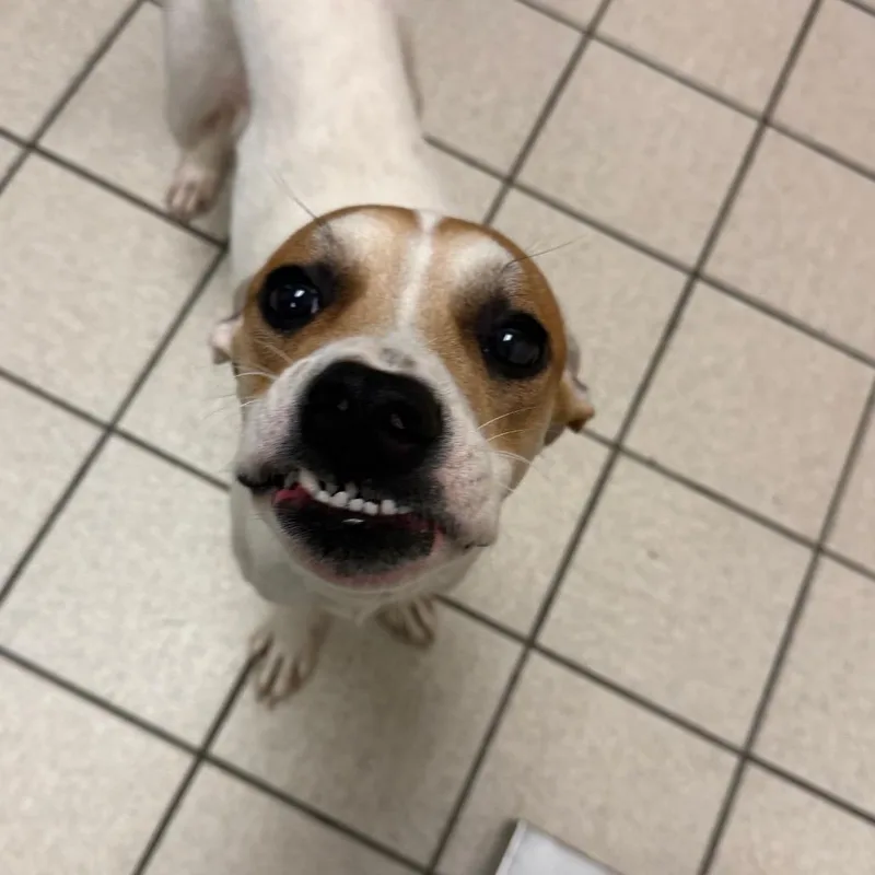 An adult small-sized male White / Cream Mixed Breed dog named Odin for adoption in Charleston, WV