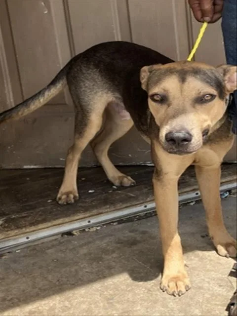 A young large-sized male Mixed Breed dog named Blue for adoption in Dallas, TX