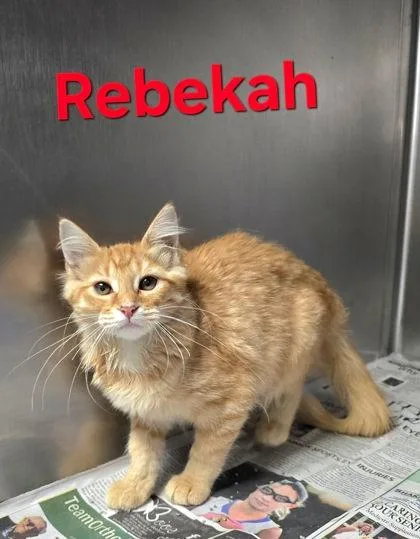 A young medium-sized female Domestic Medium Hair cat named Rebekah for adoption in Sullivan, IN