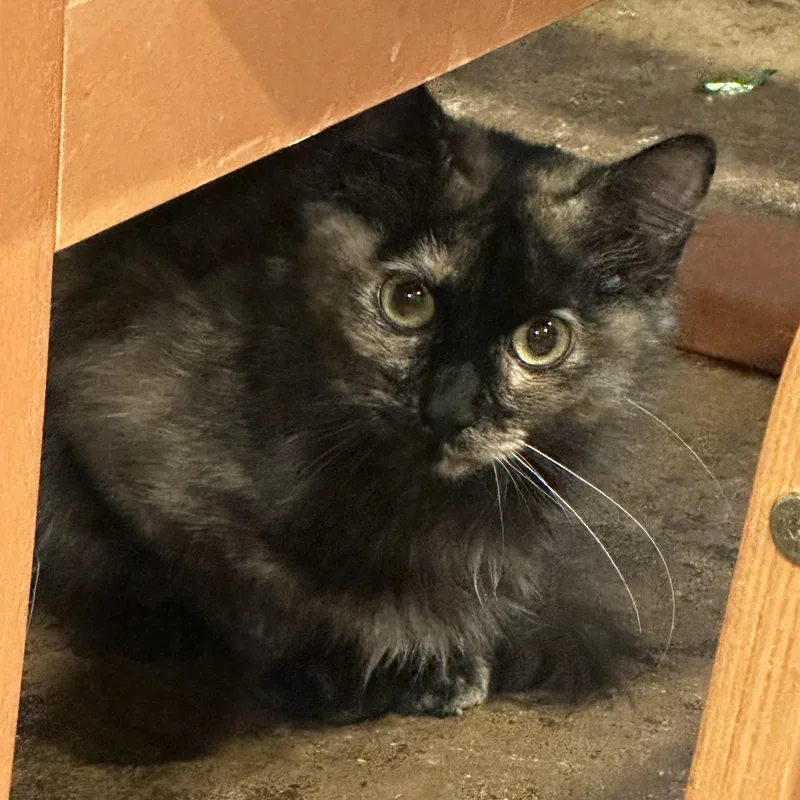A baby medium-sized female Domestic Short Hair cat named Opal for adoption in Sauk City, WI