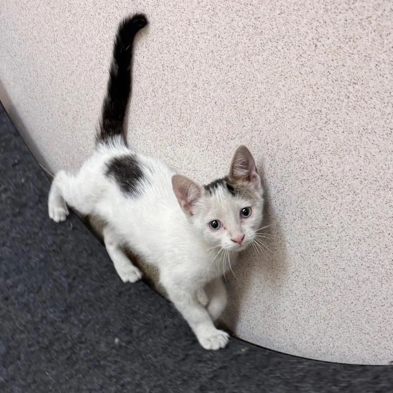 A baby small-sized female White Domestic Short Hair cat named Arda for adoption in Naperville, IL